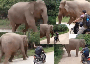 Elephant Prevents Longtime Keeper from Leaving, Blocks His Exit