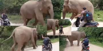 Elephant Prevents Longtime Keeper from Leaving, Blocks His Exit