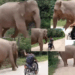 Elephant Prevents Longtime Keeper from Leaving, Blocks His Exit