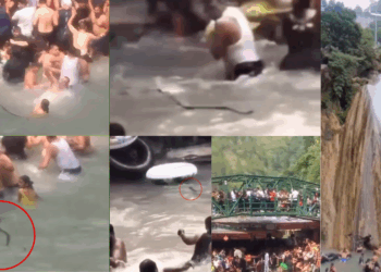 Tourists Flee in Panic: Snake Joins Crowd at Waterfall Pool in India