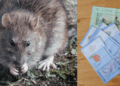 Cash for Rats: Market Vendors Paid to Tackle Infestation