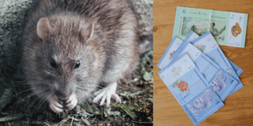 Cash for Rats: Market Vendors Paid to Tackle Infestation