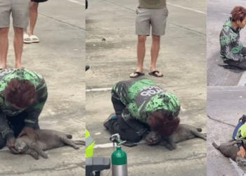 Delivery Food Rider in Thailand Rescues Cat from Fire in Condo Blaze