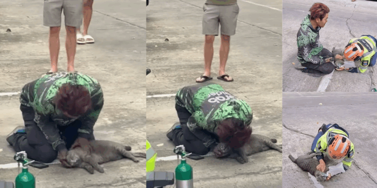 Delivery Food Rider in Thailand Rescues Cat from Fire in Condo Blaze