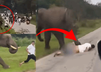 Man’s Selfie Attempt With Wild Elephant Ends in Trampling and Severe Injuries
