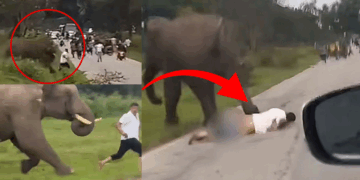 Man’s Selfie Attempt With Wild Elephant Ends in Trampling and Severe Injuries