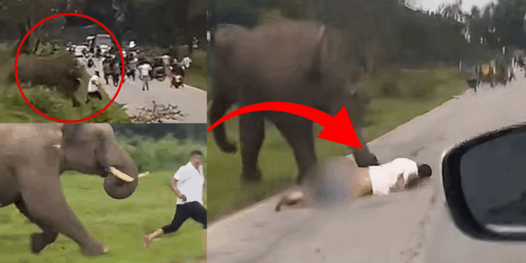 Man’s Selfie Attempt With Wild Elephant Ends in Trampling and Severe Injuries