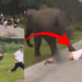 Man’s Selfie Attempt With Wild Elephant Ends in Trampling and Severe Injuries