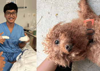 Heroic Rescue: Ilham Jufri Dashes Into Traffic to Save Dog After Hit-and-Run in Bedok