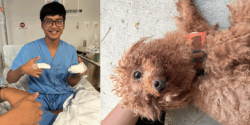 Heroic Rescue: Ilham Jufri Dashes Into Traffic to Save Dog After Hit-and-Run in Bedok