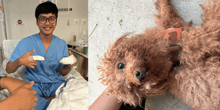 Heroic Rescue: Ilham Jufri Dashes Into Traffic to Save Dog After Hit-and-Run in Bedok