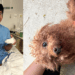 Heroic Rescue: Ilham Jufri Dashes Into Traffic to Save Dog After Hit-and-Run in Bedok