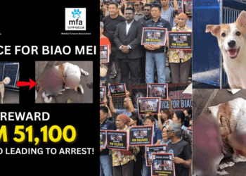 M’sian NGOs Announced RM51,100 (S$15.6K) Reward To Catch Dog-Skinning Culprit