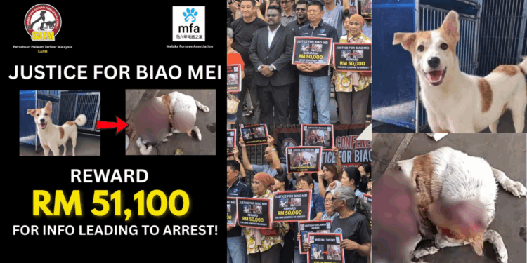 M’sian NGOs Announced RM51,100 (S$15.6K) Reward To Catch Dog-Skinning Culprit