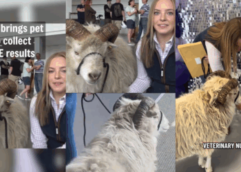 ‘I was nervous, but Kevin helped’: Teen Collects GCSE Results Alongside Beloved Pet Sheep