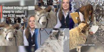 ‘I was nervous, but Kevin helped’: Teen Collects GCSE Results Alongside Beloved Pet Sheep