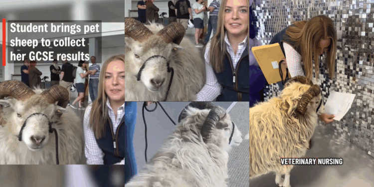 ‘I was nervous, but Kevin helped’: Teen Collects GCSE Results Alongside Beloved Pet Sheep