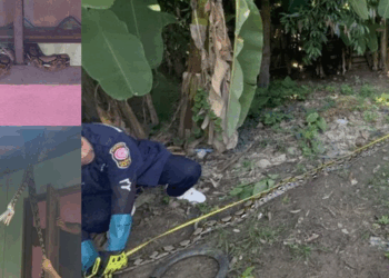 Huge Python Enters Thai Woman’s Home at Night, Beloved Cat Goes Missing
