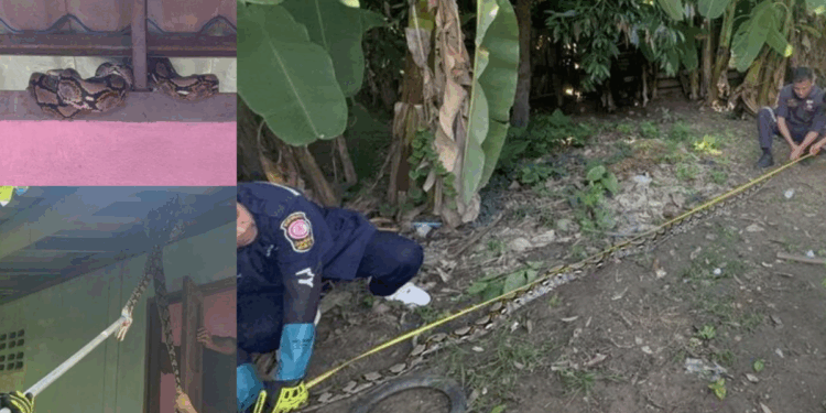 Huge Python Enters Thai Woman’s Home at Night, Beloved Cat Goes Missing