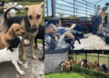 From Displacement to Hope: Safe Animal Shelter’s Journey to a New Home
