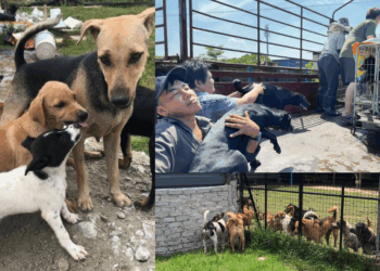 From Displacement to Hope: Safe Animal Shelter’s Journey to a New Home