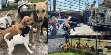 From Displacement to Hope: Safe Animal Shelter’s Journey to a New Home