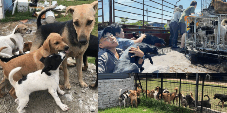 From Displacement to Hope: Safe Animal Shelter’s Journey to a New Home