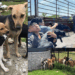 From Displacement to Hope: Safe Animal Shelter’s Journey to a New Home