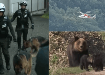 Man, 26, Killed in Bear Attack on Mount Rausu in Japan