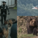 Man, 26, Killed in Bear Attack on Mount Rausu in Japan