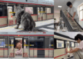 Dedication on Display: Pet Owner in China Builds Subway Station for His Maine Coons