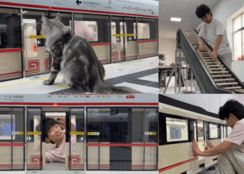 Dedication on Display: Pet Owner in China Builds Subway Station for His Maine Coons