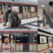 Dedication on Display: Pet Owner in China Builds Subway Station for His Maine Coons