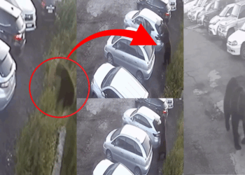 Man Cheats Death as Rampaging Brown Bear Lunges During Violent Attack in Russia