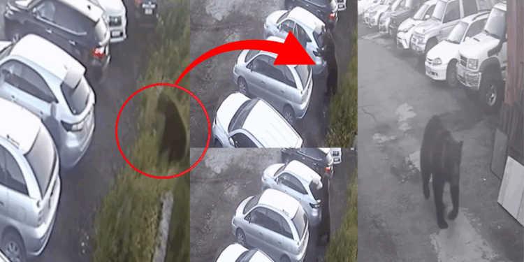 Man Cheats Death as Rampaging Brown Bear Lunges During Violent Attack in Russia