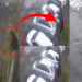 Man Cheats Death as Rampaging Brown Bear Lunges During Violent Attack in Russia