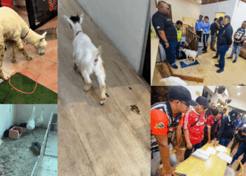 Alpaca Among Other Animals Living in Filth at M’sia Pet Café, Owner Denied Abuse
