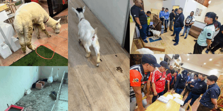 Alpaca Among Other Animals Living in Filth at M’sia Pet Café, Owner Denied Abuse
