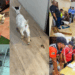 Alpaca Among Other Animals Living in Filth at M’sia Pet Café, Owner Denied Abuse