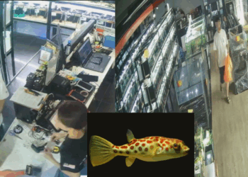 Customer Who Paid S$0.48 for S$487 Fish Returns, Shop Grateful for Honesty