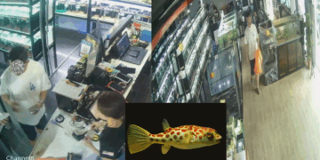Customer Who Paid S$0.48 for S$487 Fish Returns, Shop Grateful for Honesty
