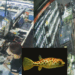 Customer Who Paid S$0.48 for S$487 Fish Returns, Shop Grateful for Honesty