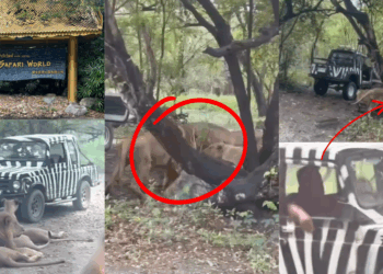 ‘Don’t Trust a Wild Animal’: Lions Kill Bangkok Safari World Zookeeper
