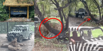 ‘Don’t Trust a Wild Animal’: Lions Kill Bangkok Safari World Zookeeper