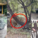 ‘Don’t Trust a Wild Animal’: Lions Kill Bangkok Safari World Zookeeper