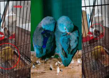 Viral Video Shows Lovebirds ‘Dancing’ With Music