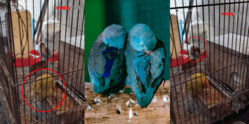 Viral Video Shows Lovebirds ‘Dancing’ With Music