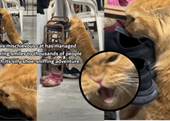 Sneaky Cat Caught Sniffing Neighbour’s Shoes, Owner Left Shocked by Secret Hobby
