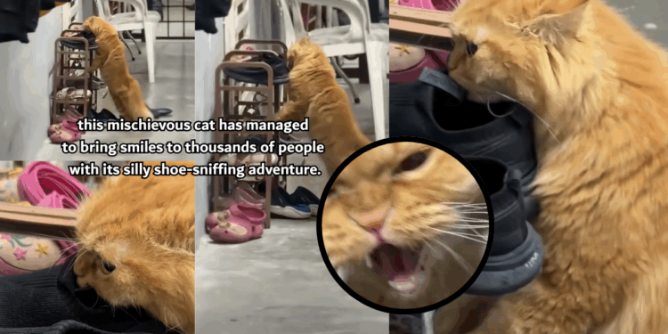 Sneaky Cat Caught Sniffing Neighbour’s Shoes, Owner Left Shocked by Secret Hobby