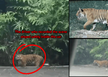 Wild Tiger Calmly Walks Beside Cameron Highlands Road, Shocking Drivers Passing Through the Area